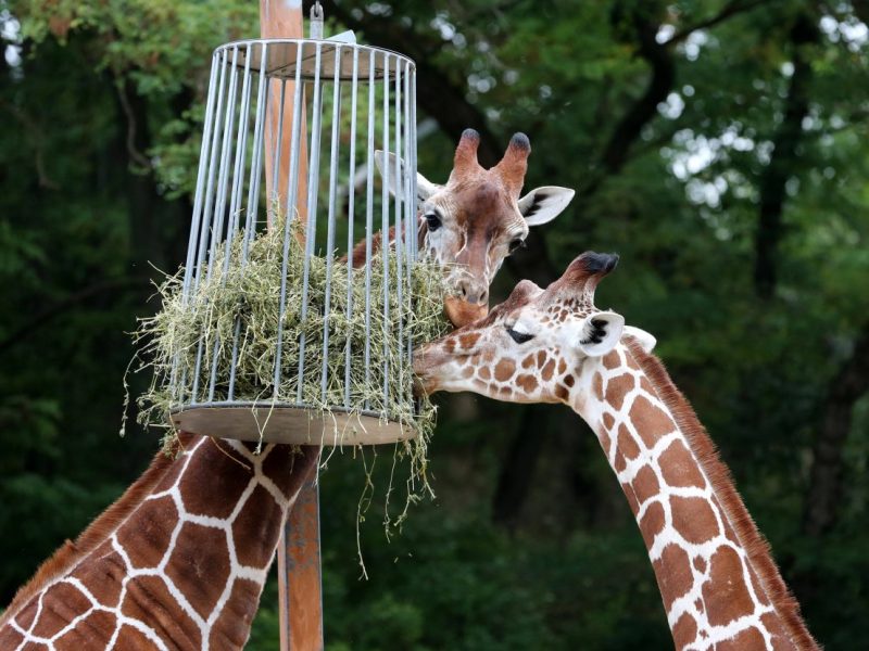 zoo erfurt
