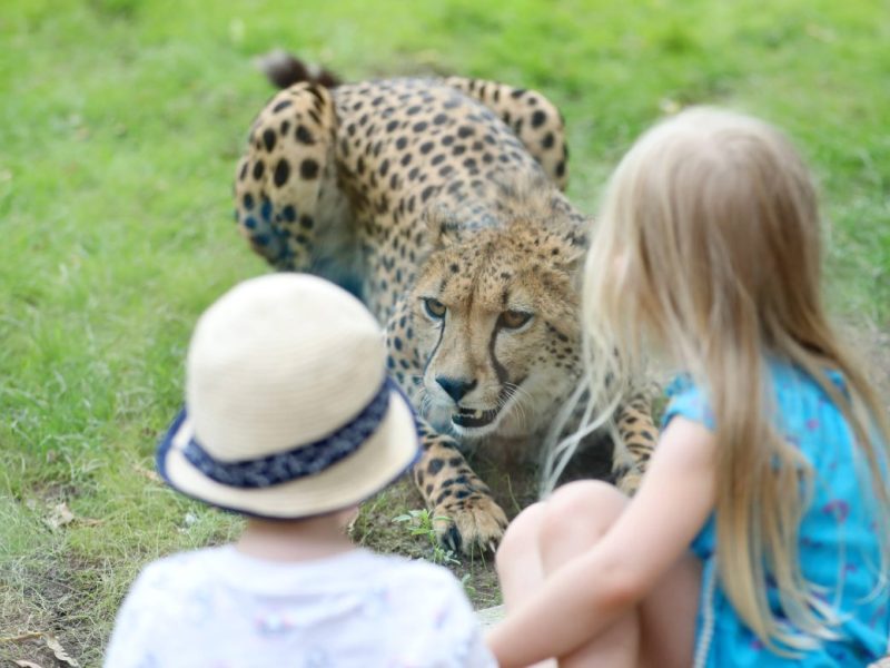 Die Zoos in Thüringen haben ein Problem. (Archivbild)