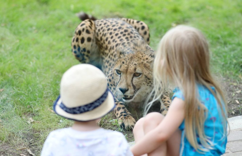 Die Zoos in Thüringen haben ein Problem. (Archivbild)