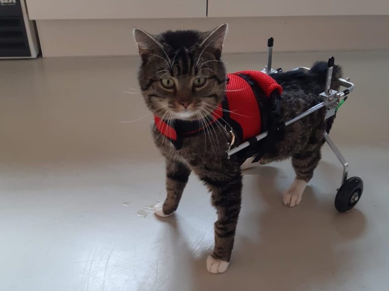 Das ist Kater Charles. Ein ziemlich cooler Typ.