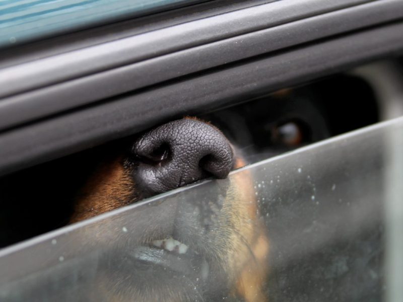 Was eine Thüringen in Apolda mit ihrem Hund macht, geht gar nicht. Zum Glück schaut ein Mann ganz genau hin.