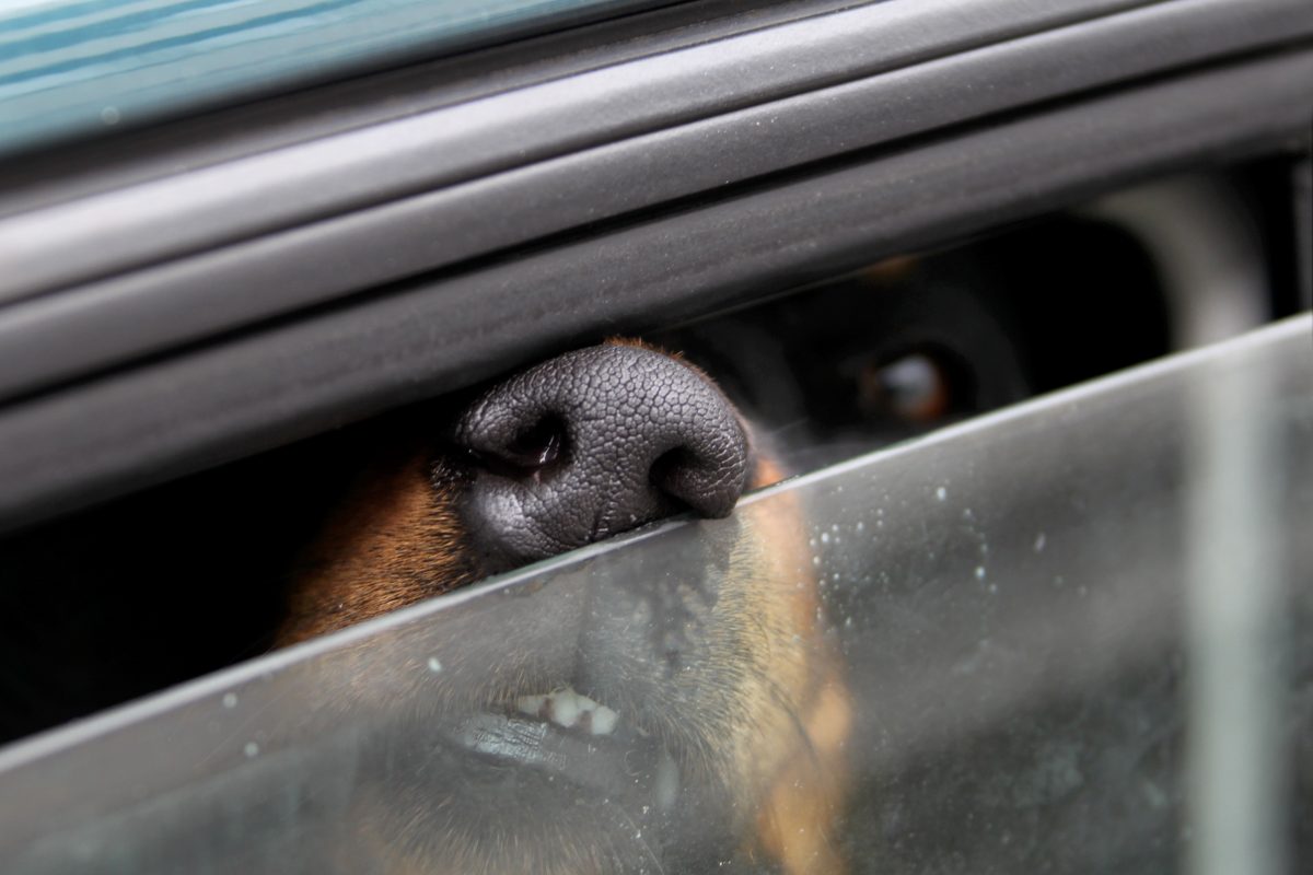 Was eine Thüringen in Apolda mit ihrem Hund macht, geht gar nicht. Zum Glück schaut ein Mann ganz genau hin.