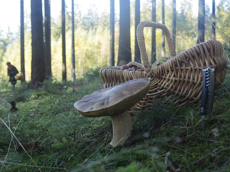 Waldpilze mögen Feuchtigkeit und Wärme – beides gab es bisher genug. Das lässt die Pilzfreunde hoffen…