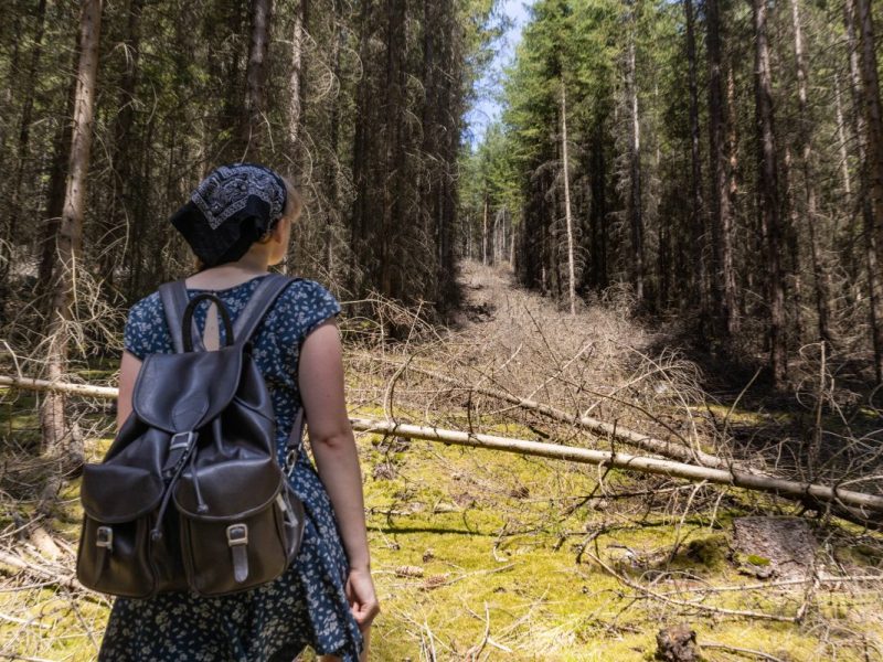 Blick in toten Wald: Gibt es doch noch Hoffnung?