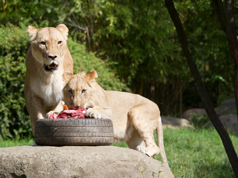 zoo leipzig
