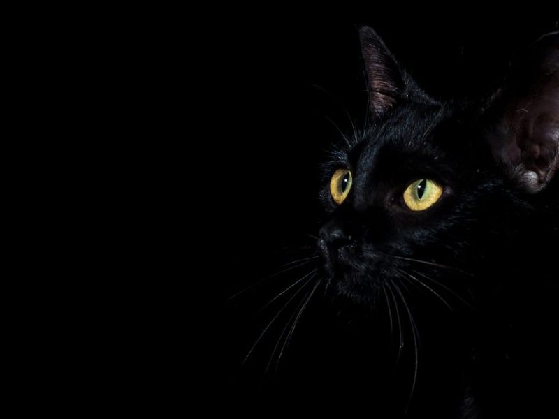 Tierschützer haben einem Kater in Thüringen das Leben gerettet.