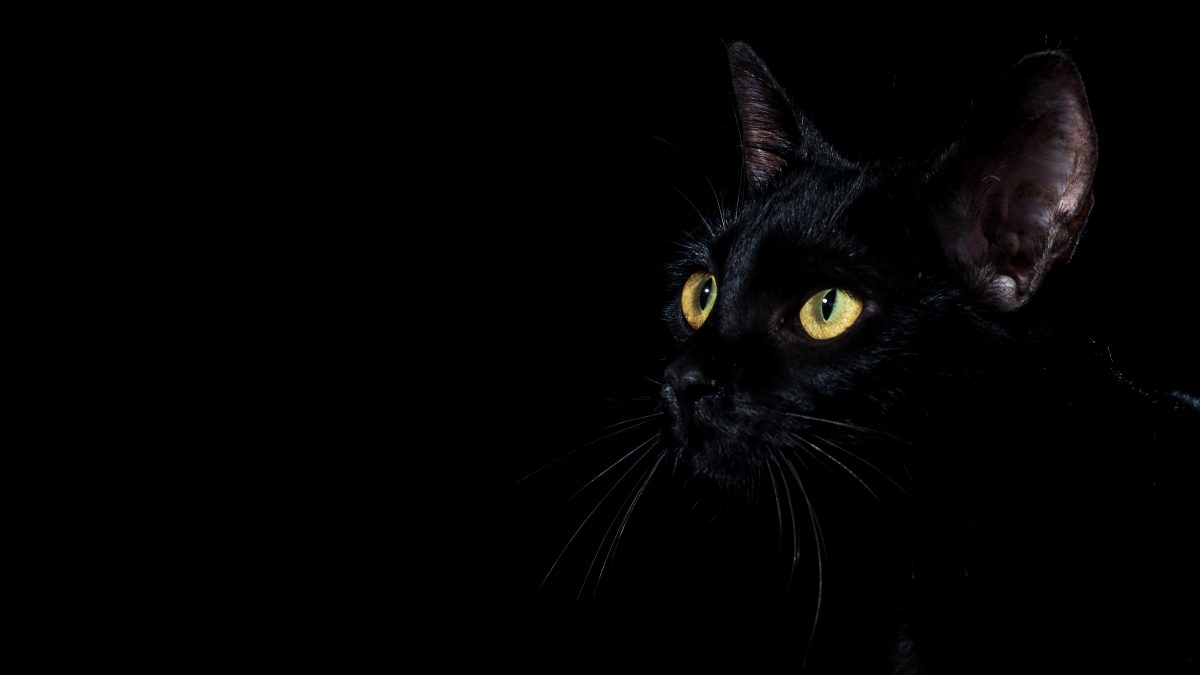 Tierschützer haben einem Kater in Thüringen das Leben gerettet.