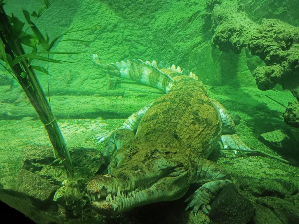 Krokodil Adam im Zoo Leipzig