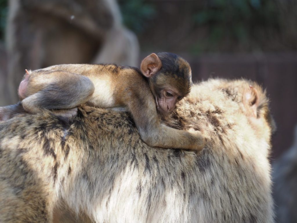 zoo erfurt