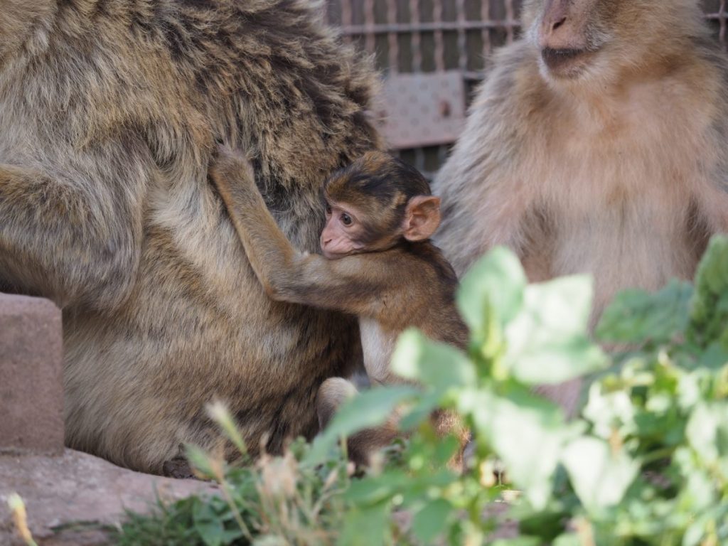 zoo erfurt