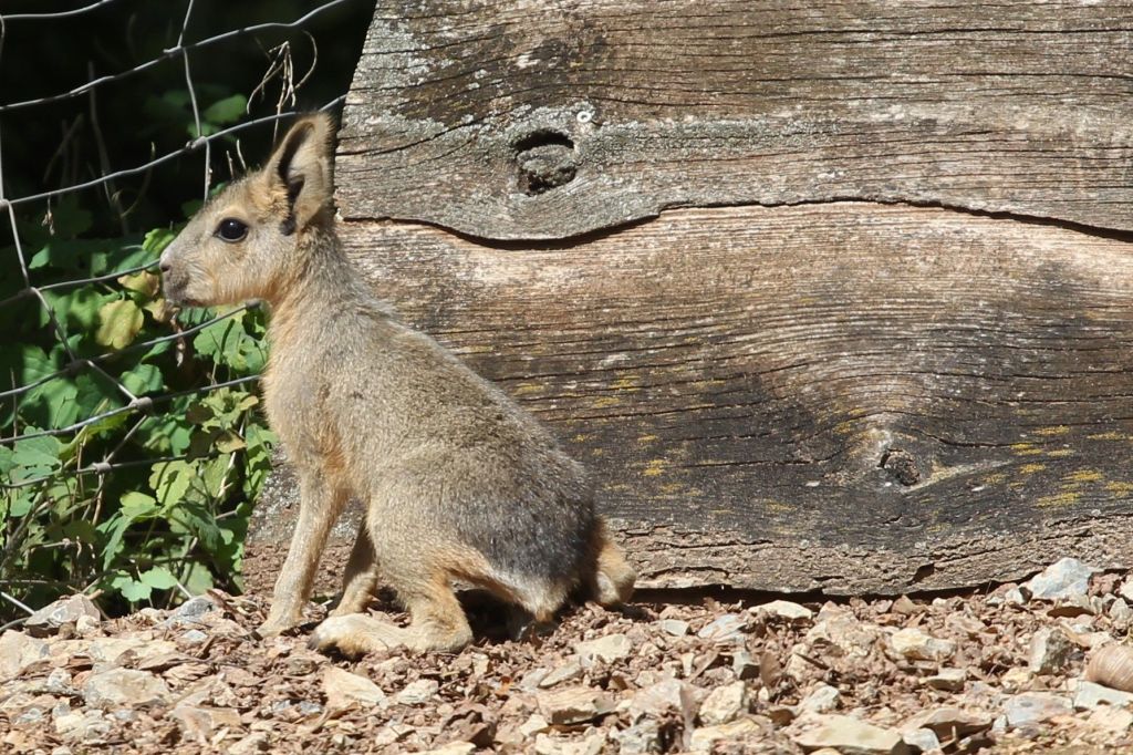 Zoo Erfurt