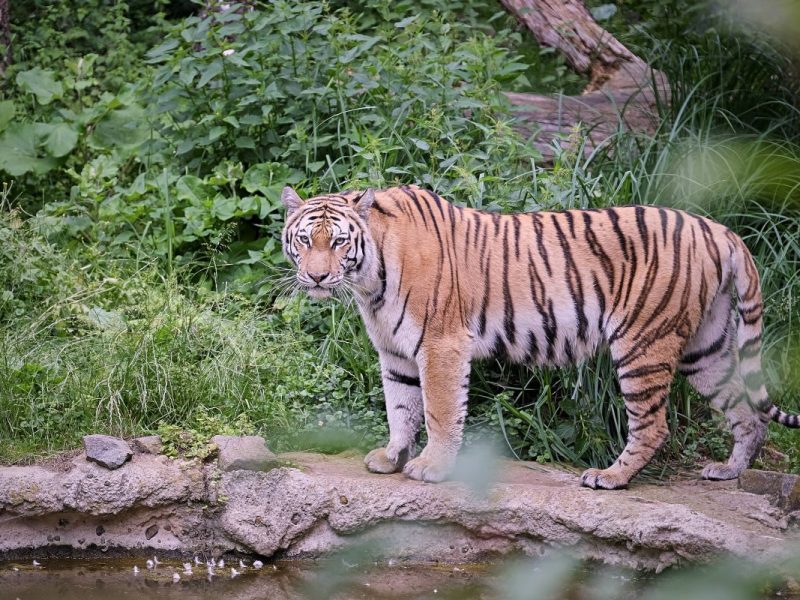 zoo leipzig
