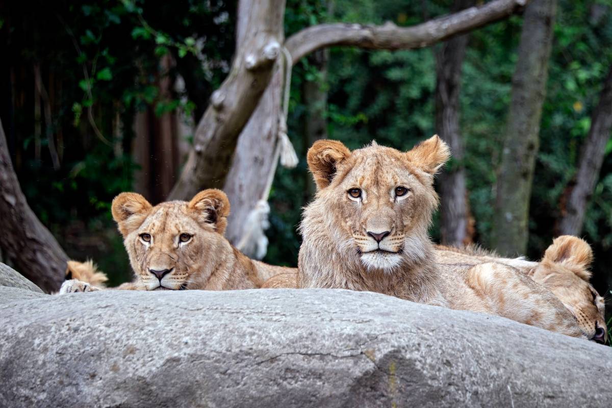 Zoo Leipzig