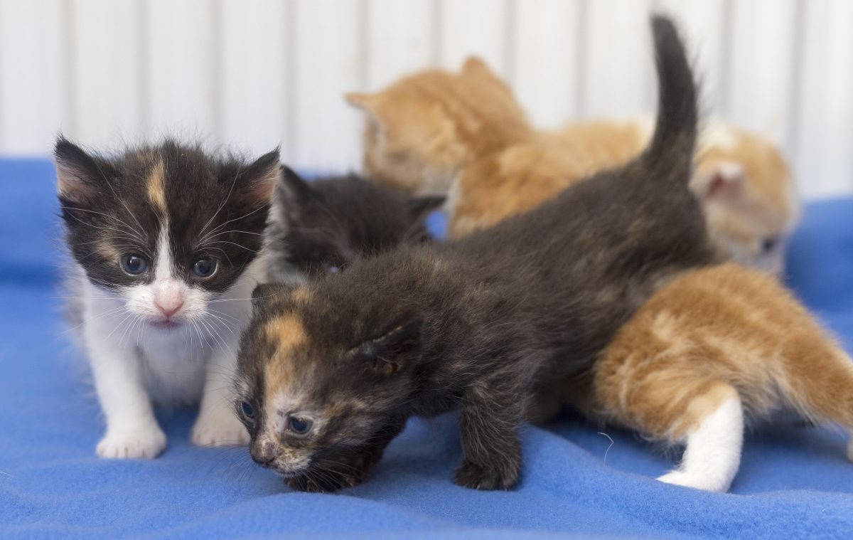 Tierschutz in ThÃ¼ringen