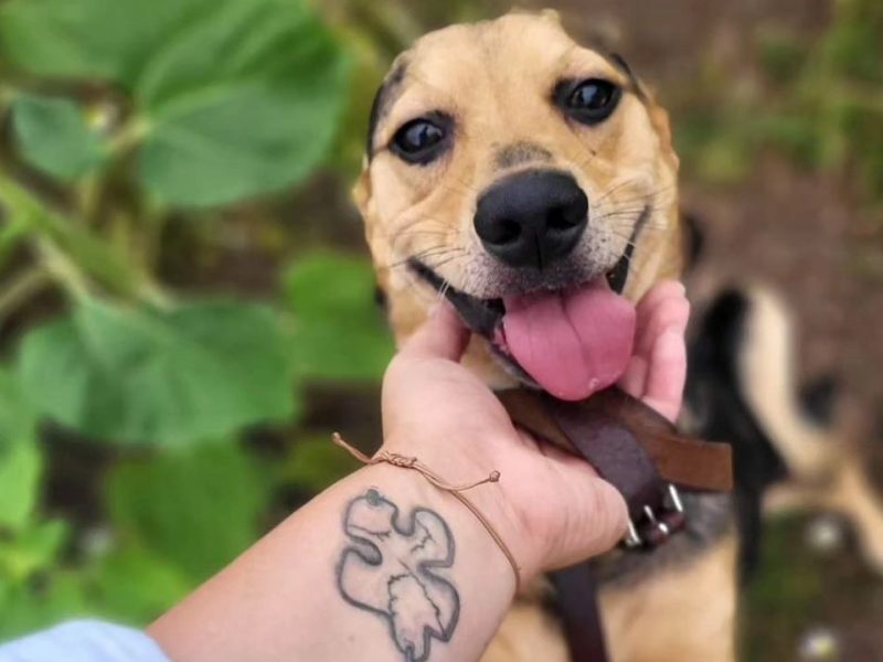 Hund Rocky im Tierheim Nordhausen