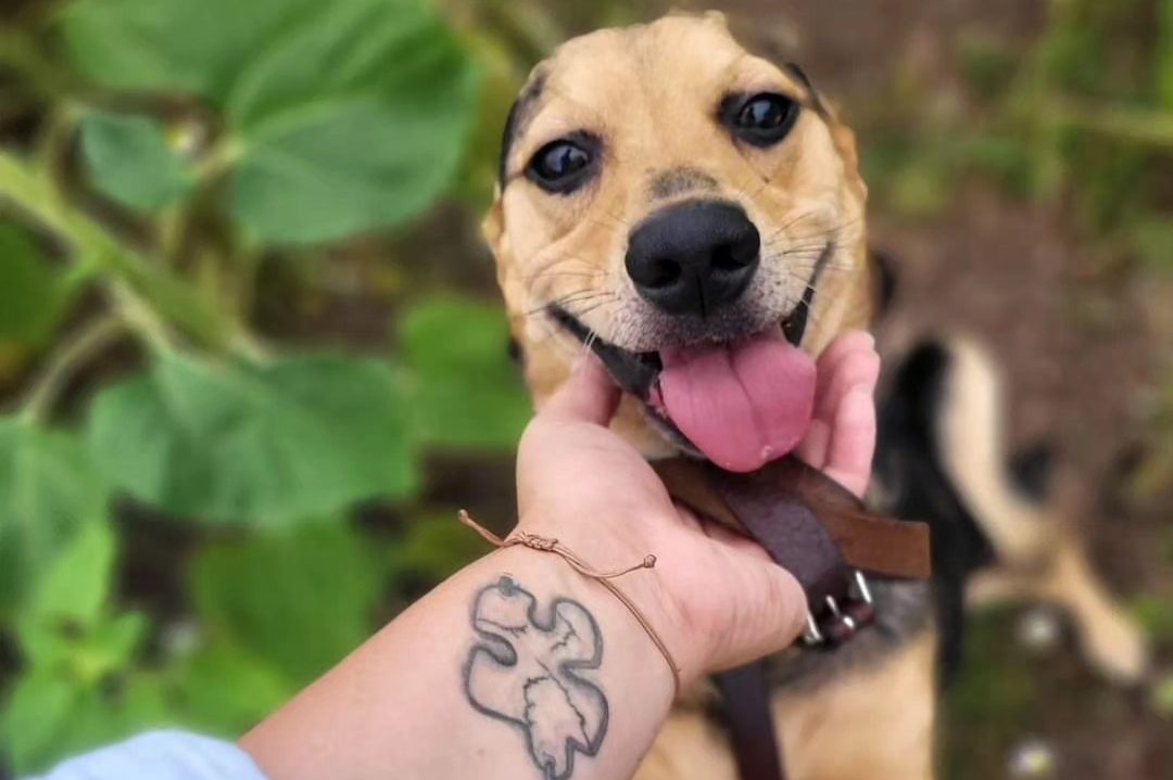 Hund Rocky im Tierheim Nordhausen