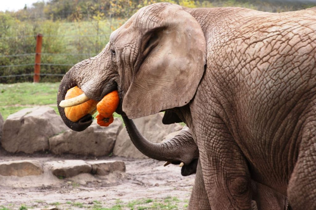 Hier sind ein großer und ein kleiner Elefant bei der Riesenkürbis-Fütterung zu sehen