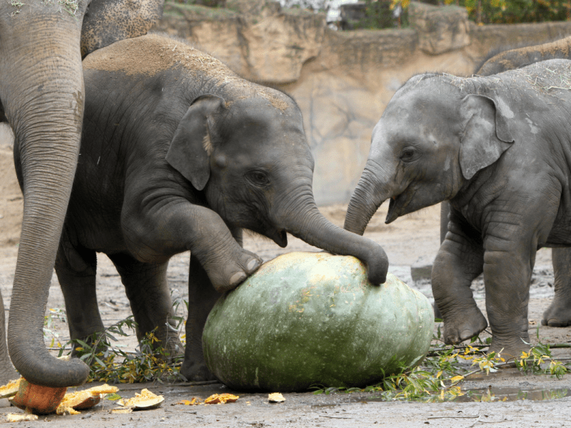 Zoo Leipzig