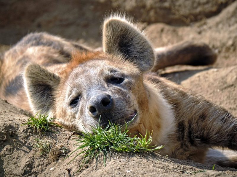 zoo leipzig