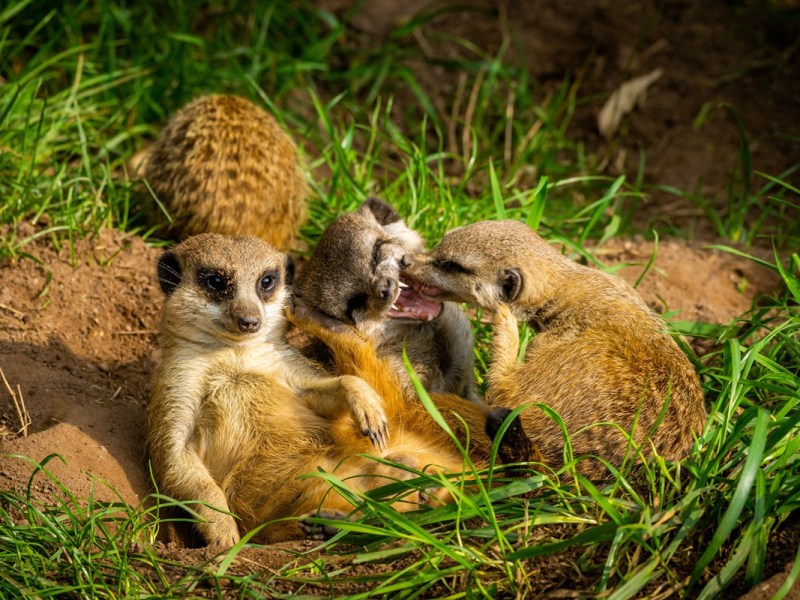 Die Erdmännchen haben im Zoo Leipzig Einiges zu klären. (Archivbild)
