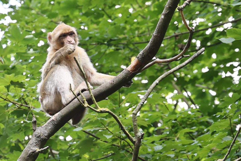 In Thüringen ist ein Berberaffe ausgebrochen.