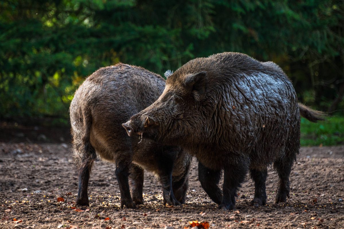 Bei Verdacht auf eine Infektion sollen sich Hundebesitzer sofort an einen Tierarzt oder das zuständige Veterinäramt wenden. Besonders gefährdet sind Jagdhunde, die zur Wildschweinjagd eingesetzt werden. Jäger und Hundehalter sollten den Kontakt ihrer Hunde zu Schwarzwild daher möglichst vermeiden und auch kein Wildschweinfleisch verfüttern.