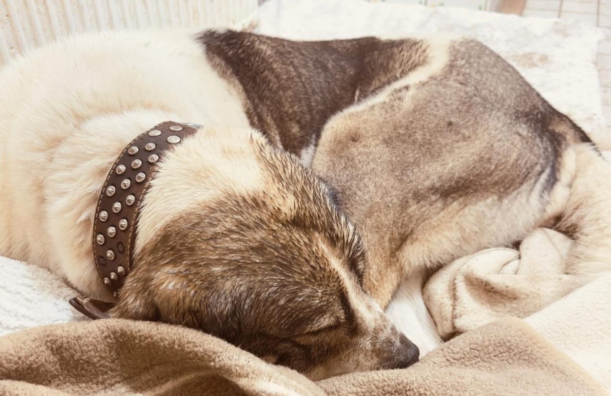 HÃ¼ndin Lilly aus dem Tierheim Eisenach sehnt sich nach einem kuscheligen Zuhause.