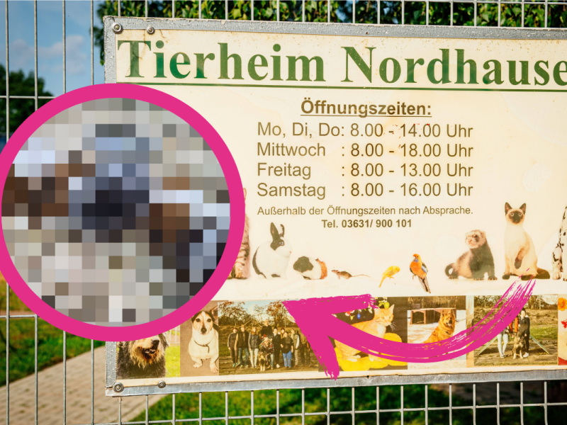 Thüringen Tierheim