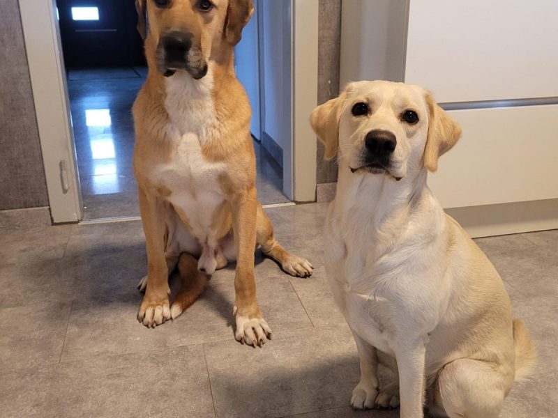 Obelix genießt das Leben bei seiner neuen Familie samt Hundeschwester Ginny.