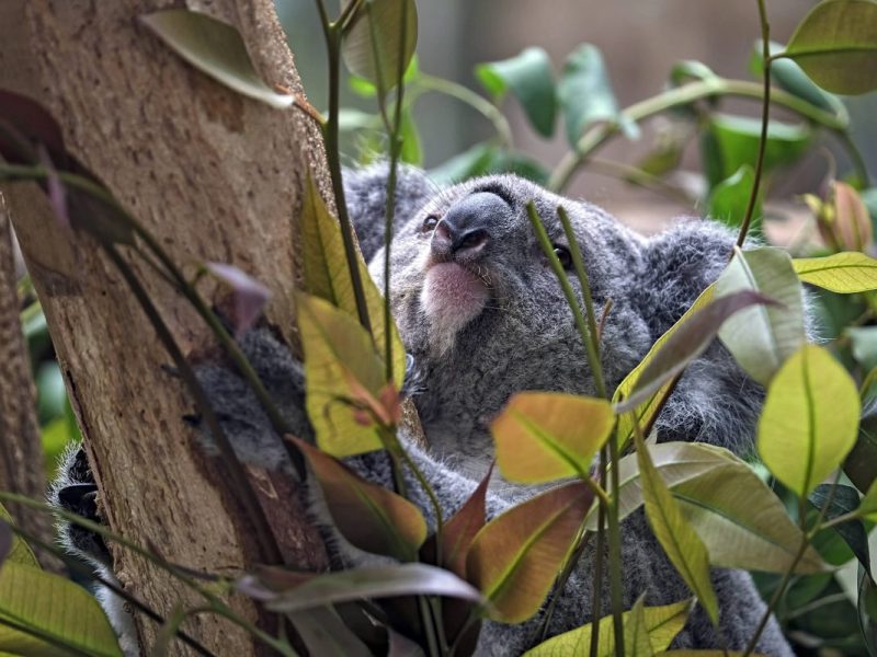 zoo leipzig