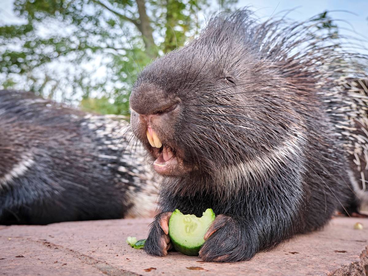 Stachelschwein Pinkie rockt den Zoo Leipzig.