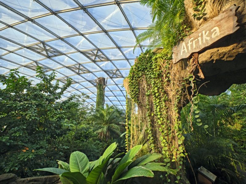 Große Aufregung im Zoo Leipzig! Im Gondwana-Land fliegen die Funken. Und zwar so stark, dass selbst ein Zaun die Turteltauben kaum stoppen kann.