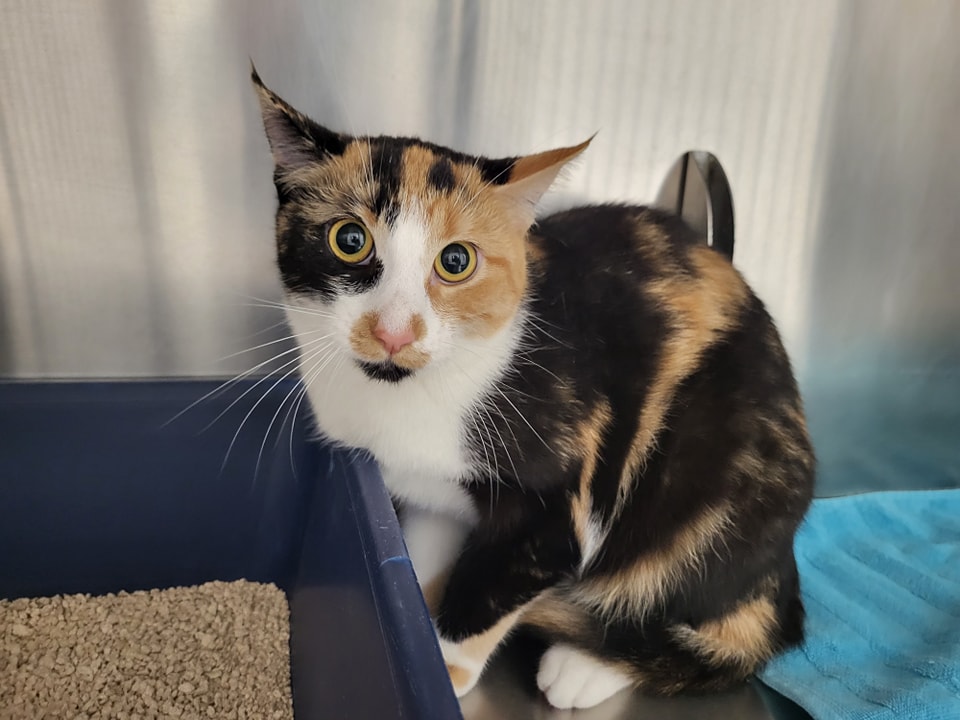 Die kleine Katze, die auf einem Penny-Gelände in Thüringen gefunden wurde, sucht nach ihren Besitzern
