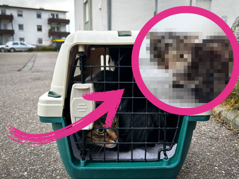 Kater Bert sucht nach Jahren ein neues Zuhause.
