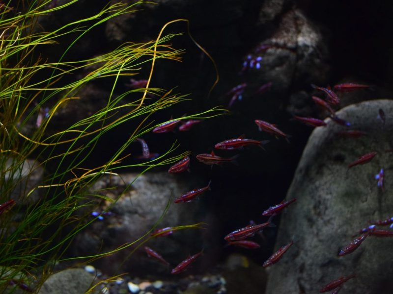 Eine Ansicht der Fische im Zoo Leipzig (Symbolbild)