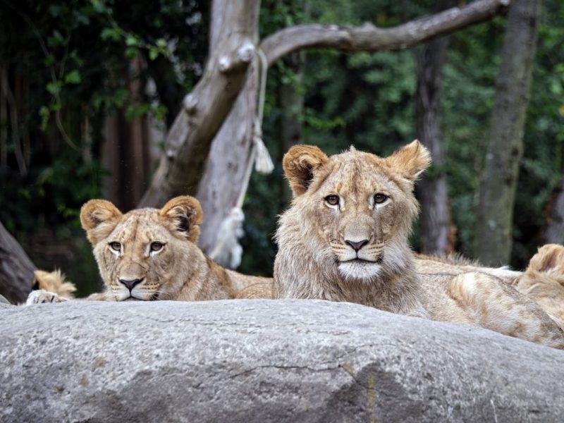 Im Löwengehege im Zoo Leipzig wird sich Einiges ändern. (Archivbild)