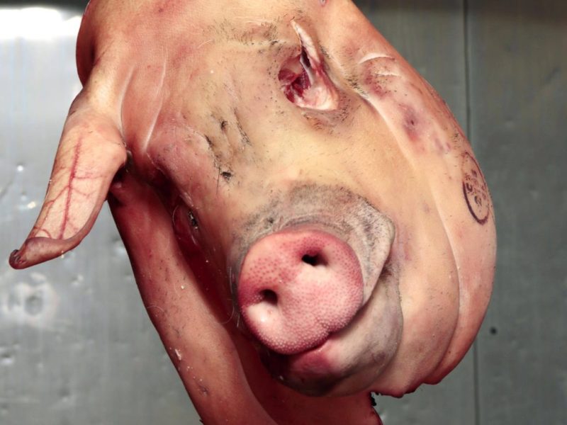 In Apolda ist ein Schweinekopf abgelegt worden...