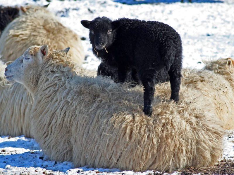 Die Tierparks in Thüringen sind alarmiert. (Symbolbild)
