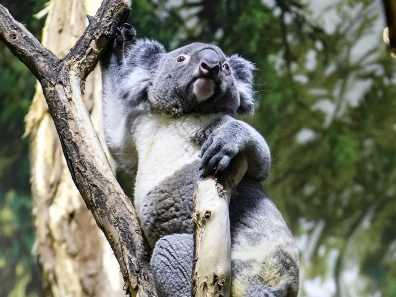 Das Paarungsverhalten von Koalas ist nicht allzu zärtlich. Vielmehr geht es ruppig zu. Auch im Zoo Leipzig.