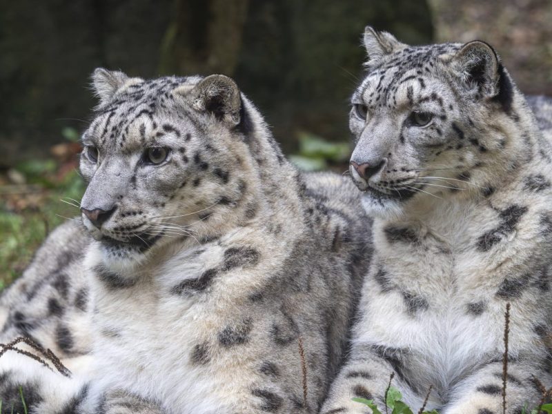 zoo leipzig