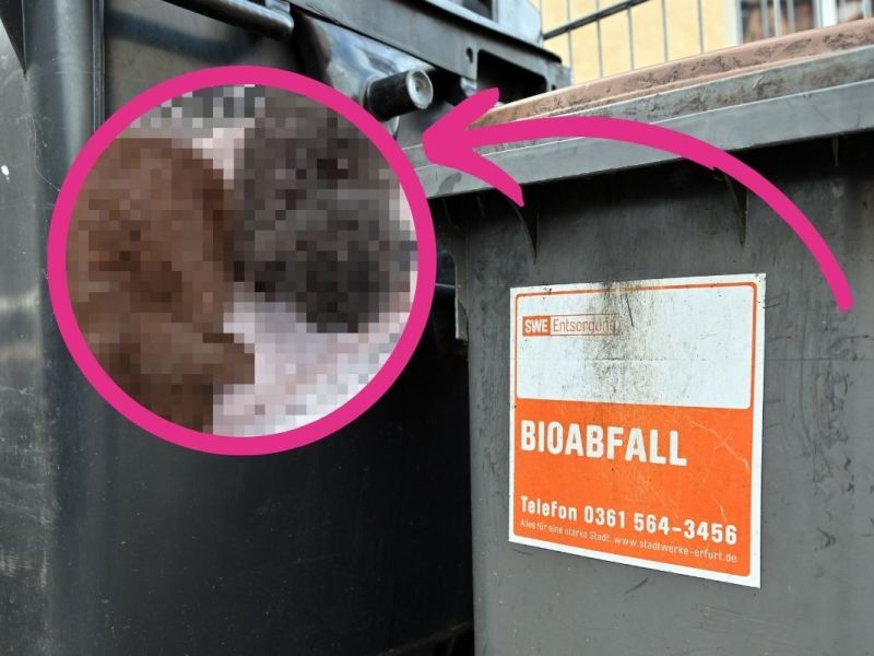 In Erfurt wurden zwei Kaninchen neben dem Müll entsorgt.