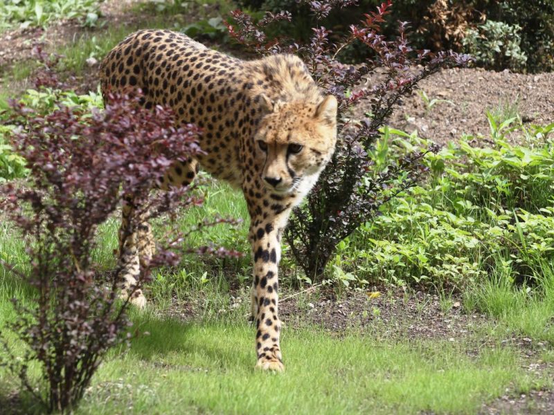 Gepardin Judy im Zoo Erfurt