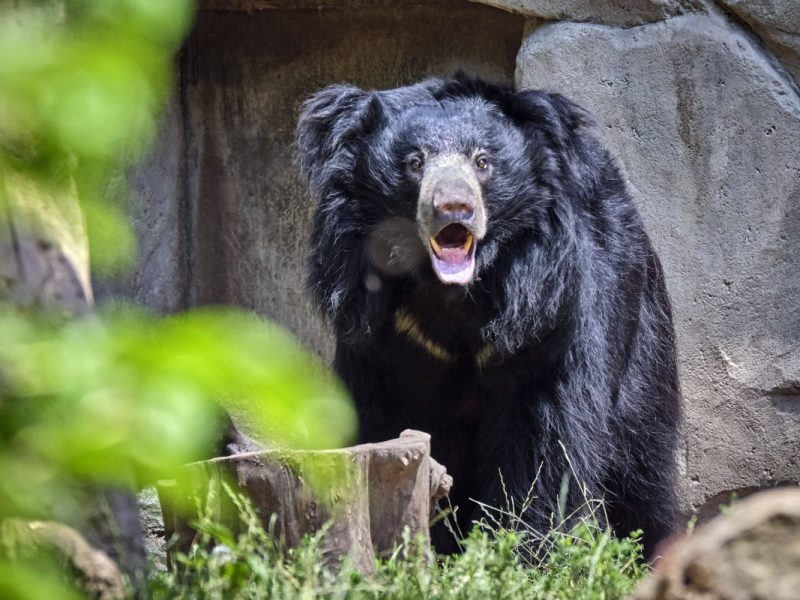 Indischer Lippenbär im Zoo Leipzig (Symbolbild)