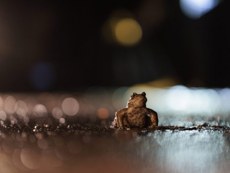 Die Kröten sind wieder auf ihren Wanderungen unterwegs. (Symbolbild)