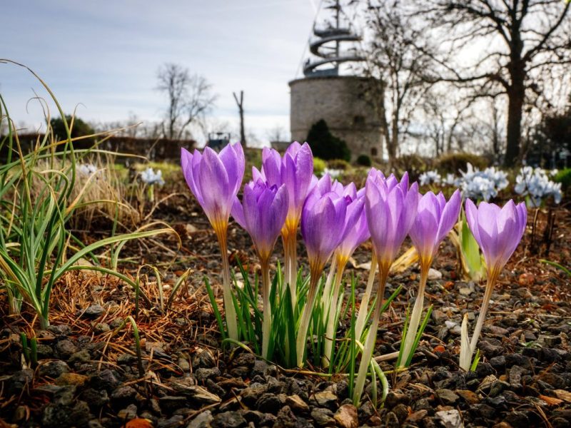 Der Winter ist fast geschafft und wir dürfen auf Frühling in Thüringen hoffen. (Archivbild)