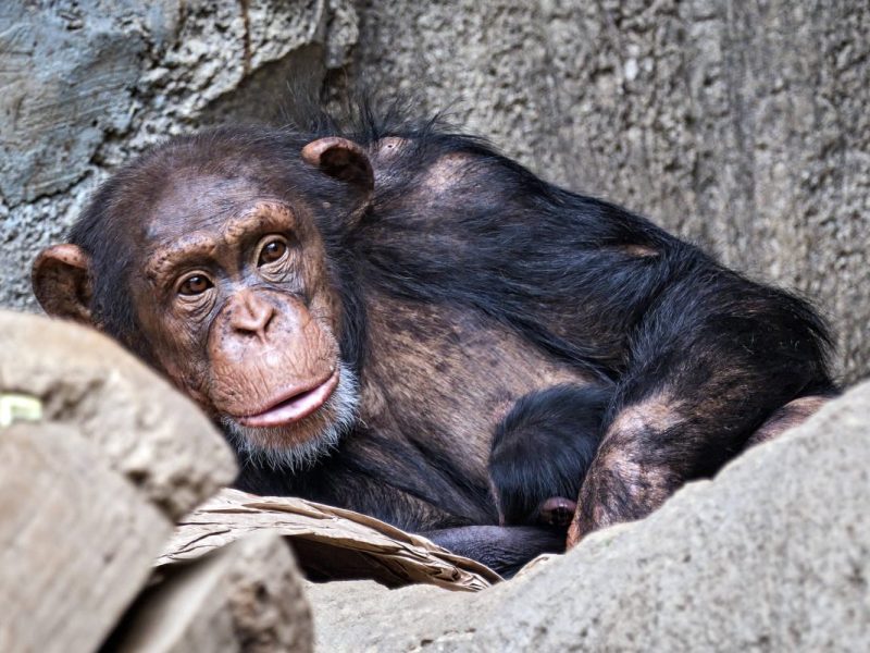 Für das Affenbaby gibt es im Zoo Leipzig viel zu sehen. (Archivbild)