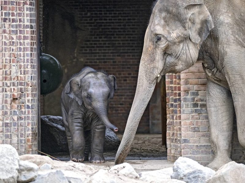 Zoo Leipzig: Angst im Elefantentempel – Mitarbeiter müssen Trick anwenden