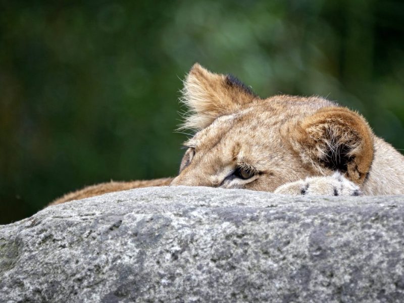 zoo leipzig