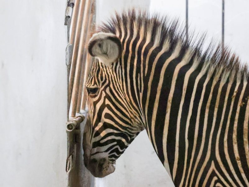 zoo leipzig