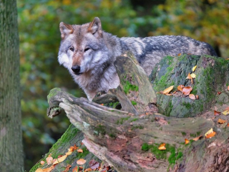 Wolf-Europaeischer Grauwolf in Thüringen in Aktion (Symbolbild)